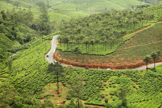 Road through green Kerala tea gardens